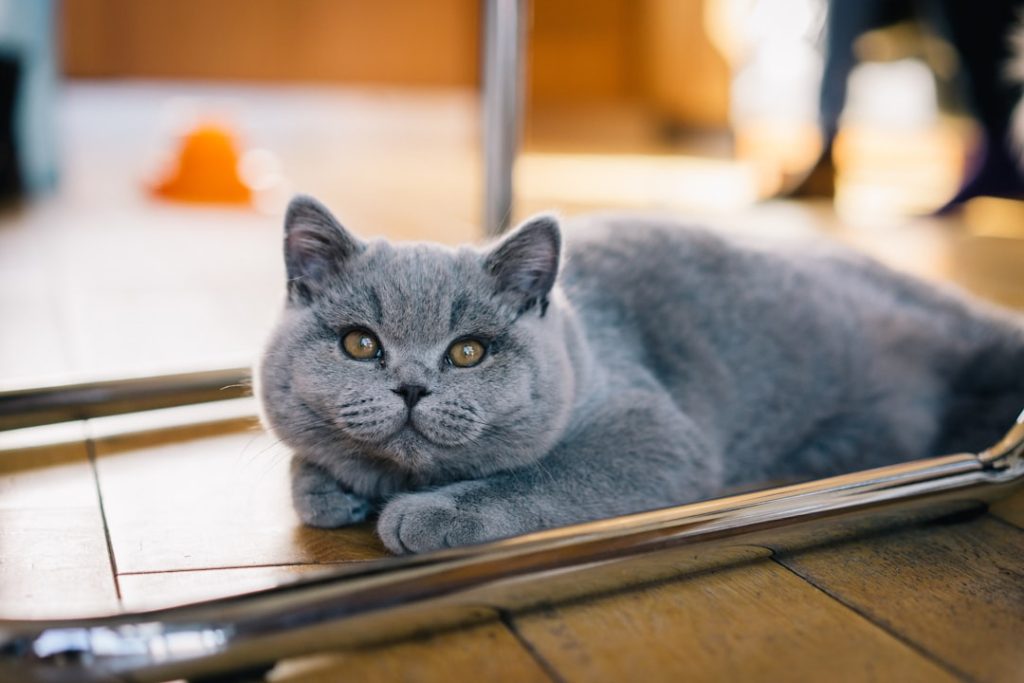 découvrez les avantages de la stérilisation des chats : prévention des maladies, réduction de la surpopulation féline et amélioration du comportement de votre compagnon.
