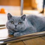 d&eacute;couvrez les avantages de la st&eacute;rilisation des chats : pr&eacute;vention des maladies, r&eacute;duction de la surpopulation f&eacute;line et am&eacute;lioration du comportement de votre compagnon.