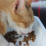 d&eacute;couvrez une alimentation &eacute;quilibr&eacute;e et adapt&eacute;e pour chat st&eacute;rilis&eacute;, favorisant sa sant&eacute;, son poids id&eacute;al et son bien-&ecirc;tre au quotidien.