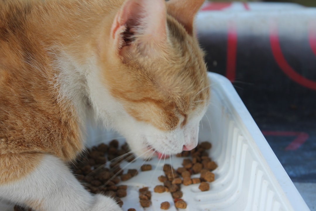 découvrez une alimentation équilibrée et adaptée pour chat stérilisé, favorisant sa santé, son poids idéal et son bien-être au quotidien.