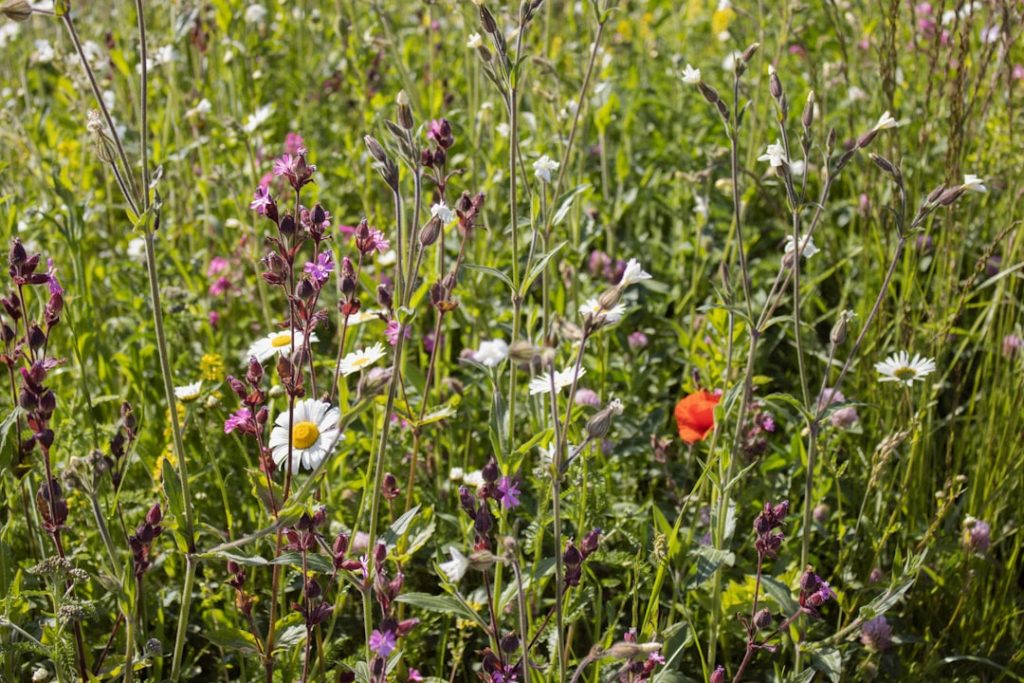 découvrez l'importance de la biodiversité pour préserver notre planète, protéger les écosystèmes et favoriser un avenir durable.