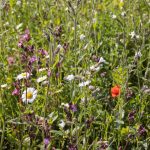 d&eacute;couvrez l'importance de la biodiversit&eacute; pour pr&eacute;server notre plan&egrave;te, prot&eacute;ger les &eacute;cosyst&egrave;mes et favoriser un avenir durable.