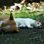 d&eacute;couvrez comment favoriser une coexistence harmonieuse entre chiens et chats gr&acirc;ce &agrave; des conseils pratiques et des astuces pour une vie en commun paisible.