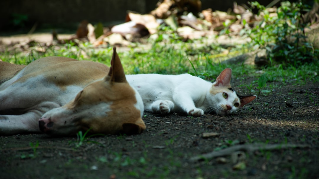 découvrez comment favoriser une coexistence harmonieuse entre chiens et chats grâce à des conseils pratiques et des astuces pour une vie en commun paisible.