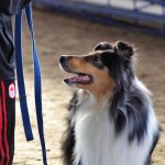 d&eacute;couvrez la m&eacute;thode d'entra&icirc;nement positive recall pour renforcer le rappel de votre chien avec bienveillance et efficacit&eacute;.