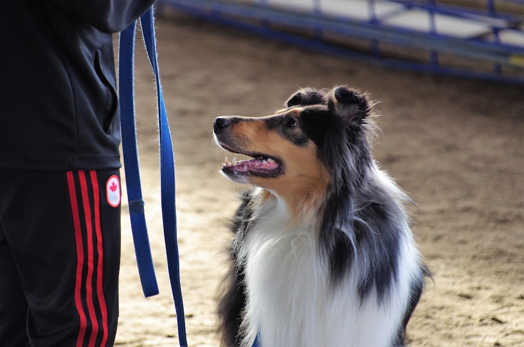 découvrez la méthode d'entraînement positive recall pour renforcer le rappel de votre chien avec bienveillance et efficacité.
