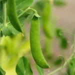 Secrets des potagers urbains pour une cuisine locale un-pois-vert-suspendu-a-une-plante-avec-des-feuilles-DW-iZYLjYco