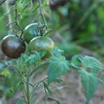 un-gros-plan-de-deux-tomates-sur-une-plante-IXEbkn-RVgA
